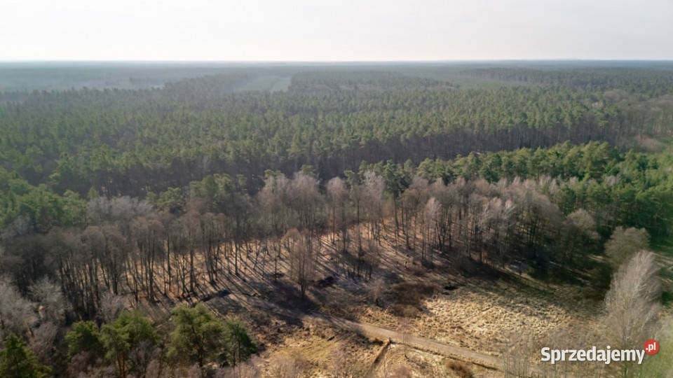 Działka lesie Zalewem Szczecińskim z warunkami 3016m2 Grunty i działki Nowe Warpno sprzedam