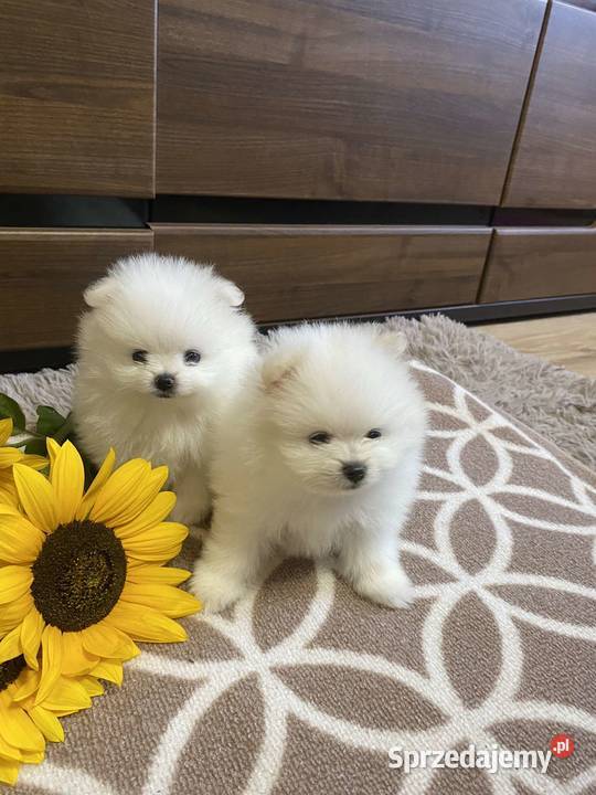 SZPIC MINIATUROWY POMERANIAN ŚLICZNE PIESKI Drogusza