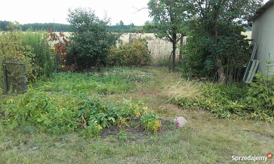 Sprzedam działkę ROD KRAJNA 380 m kw kujawsko-pomorskie Sępólno Krajeńskie