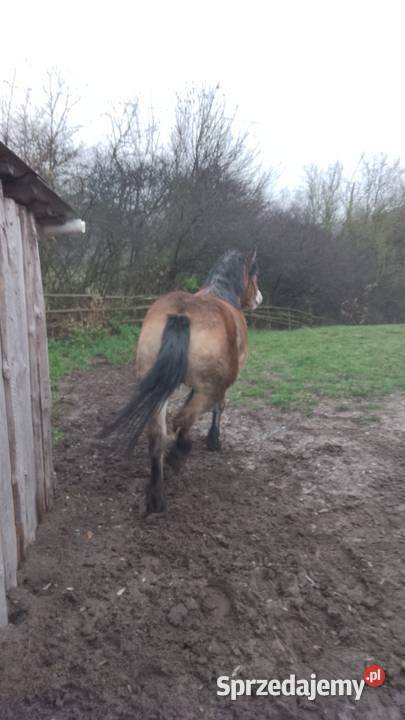 Sprzedam klacz zimnokwista 3 letnia zrebna Gąbin sprzedam