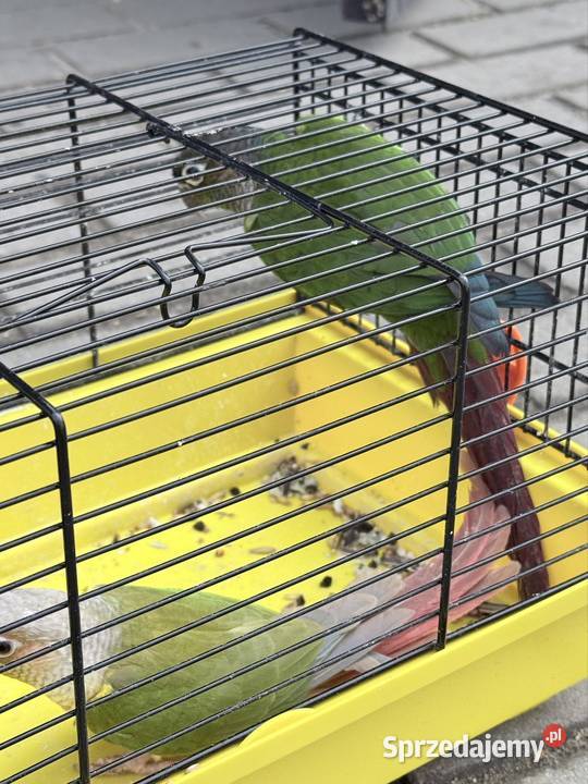 Sprzedam Zduńska Wola sprzedam