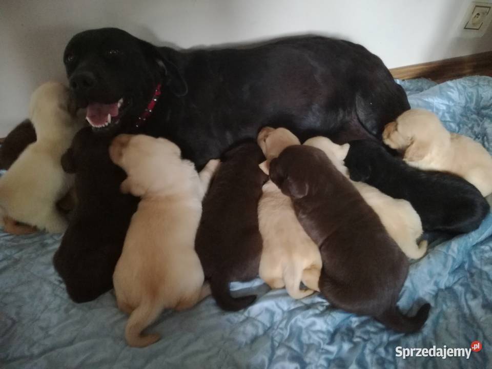 loablador czekoladowy szuka nowego domu Radomsko