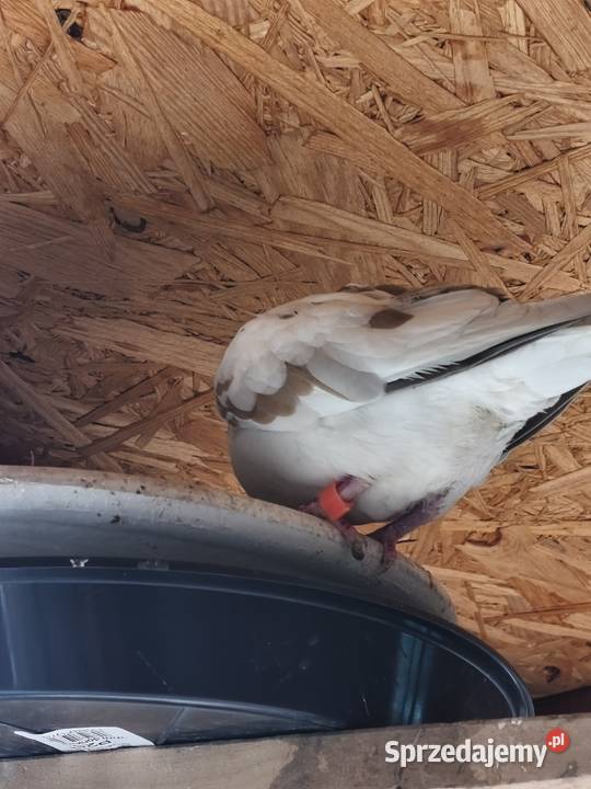 Cukrowki ptaki Wrocław sprzedam