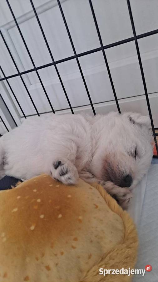 West Highland white terrier Szadek