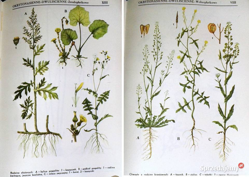 Botanika J Radomski S Tołpa Chełm