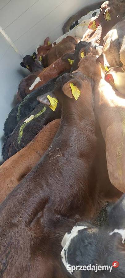 Byczki małe cielęta mięsne