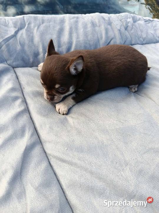 Śliczny piesek chihuahua Warszawy mazowieckie Płońsk