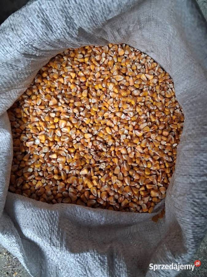 Owies i owies bezłuskowy dolnośląskie