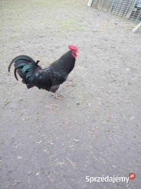 Zielone jajka Polska kura wielkanocna Ryki