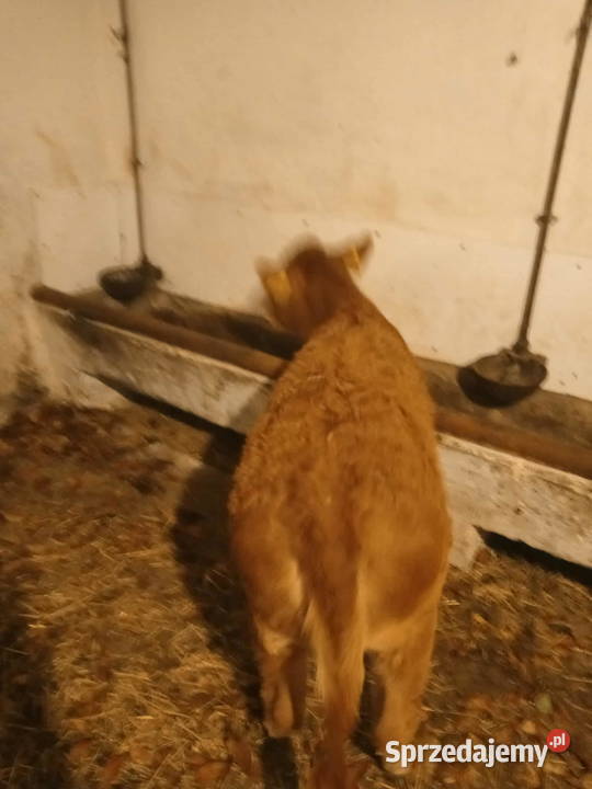 Sprzedam cielisie małopolskie Stary Sącz