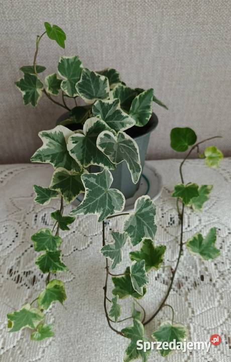 Roślina domowa bluszcz Hedera Helix