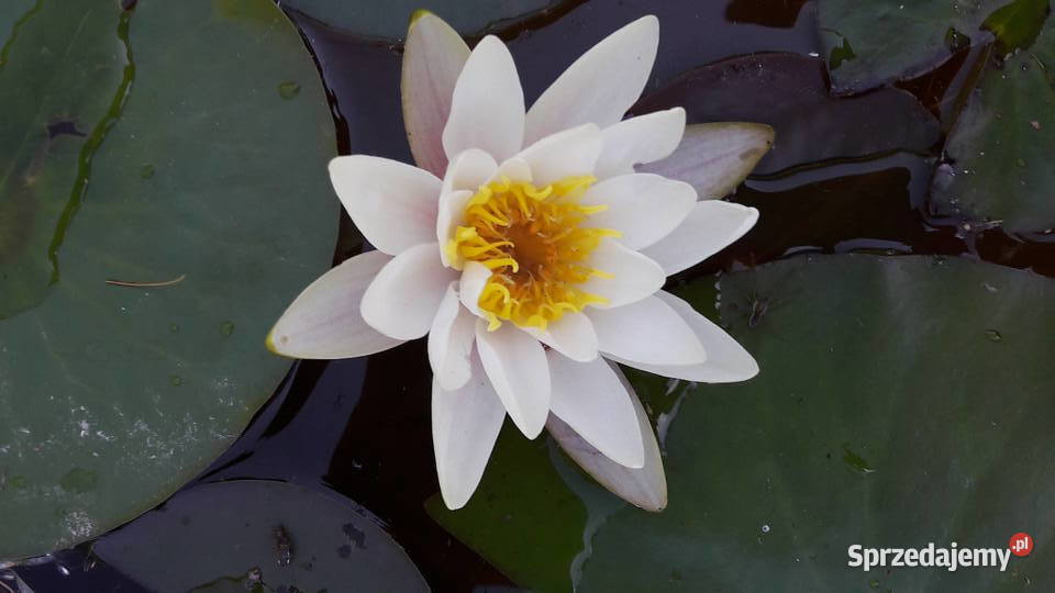 Lilia Nenufar Sarzyna sprzedam