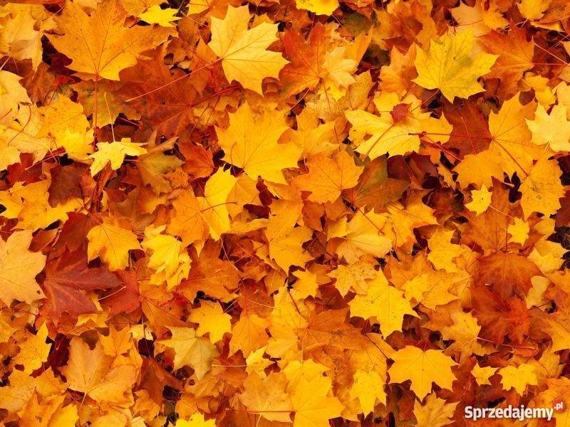 Grabienie liści mazowieckie Sulejówek