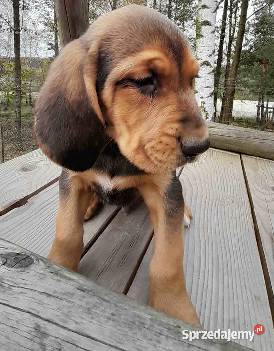 Ogar polski pieski i suczki Krasna