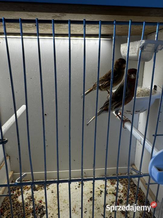 Kanarki Agat Czerwony Skała sprzedam