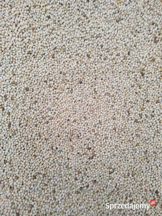 Groch Salamanca Pozostałe Łomża sprzedam