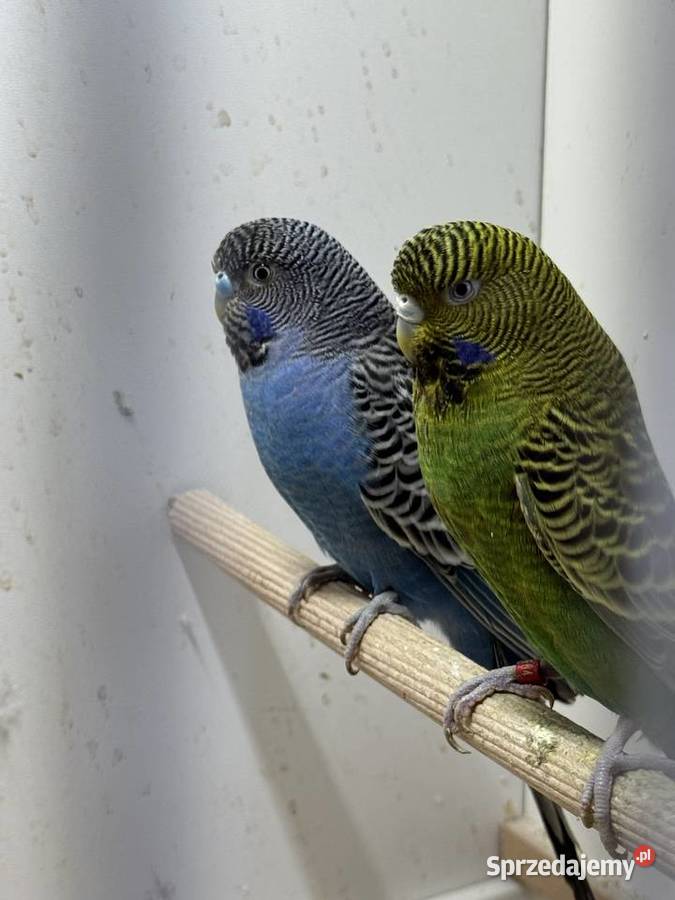 Papużki Faliste Blackface 2025 sprzedam