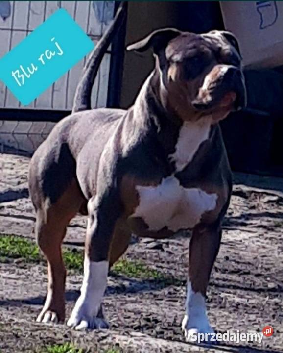 Amstaff piękne szczeniaki rodzice przebadane lubelskie Dęblin