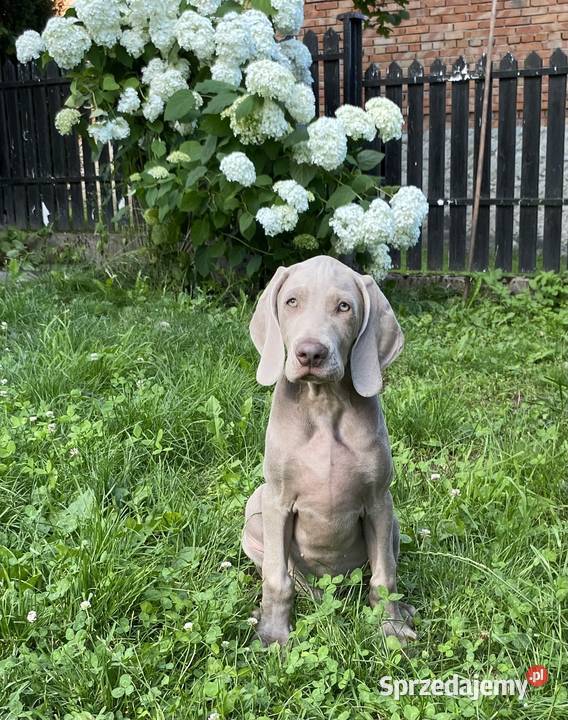 Szczeniak Wyżeł weimarski pies Kraków