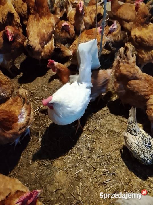 Sprzedam kury nioski Rolnictwo Brzeźno