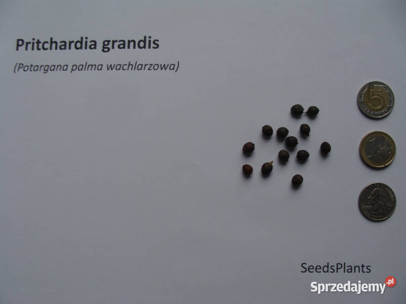 POTARGANA PALMA WACHLARZOWA Pritchardia grandis