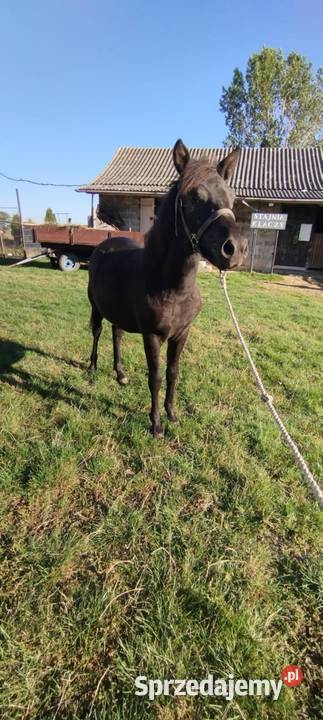 Sprzedam źrebice huculska pełne pochodzenie