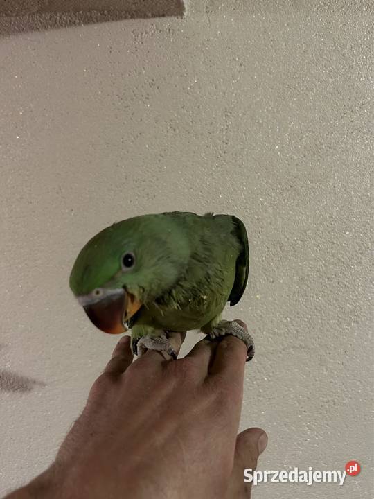 Aleksandretta Większa Aleksandretty Wielkie Sławków