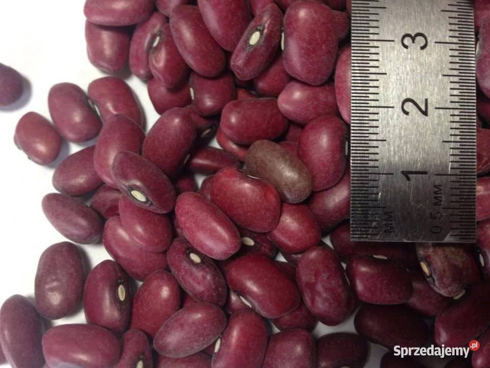 Sprzedam z dostawa na terenie kraju fasole Mława