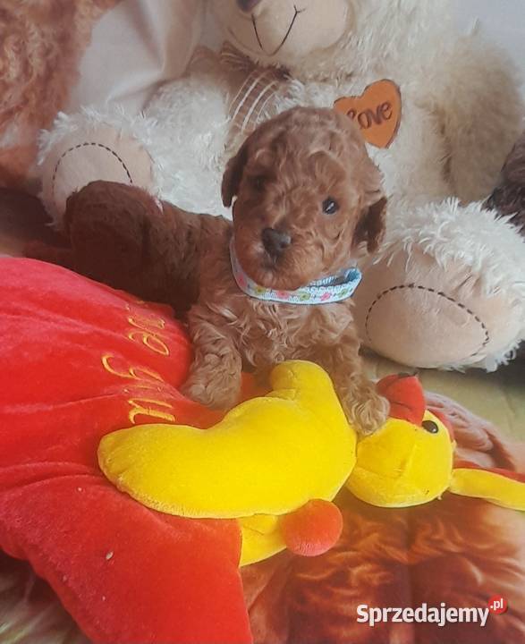 Pudelki TOYREDBADANIA GENETYCZNE odbiór 19 lipca pomorskie Wejherowo