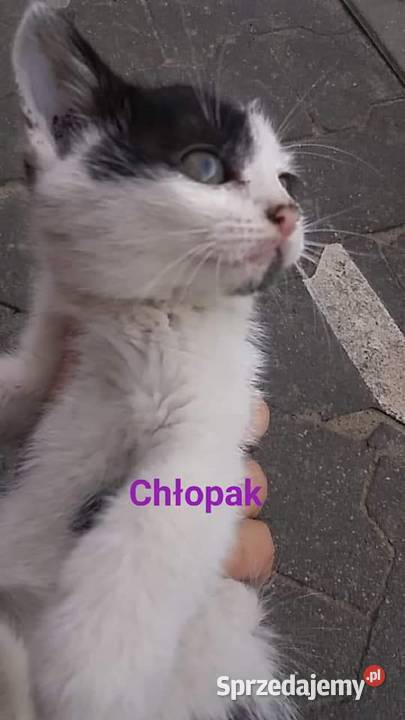 oddam kotki kociaki Warszawa