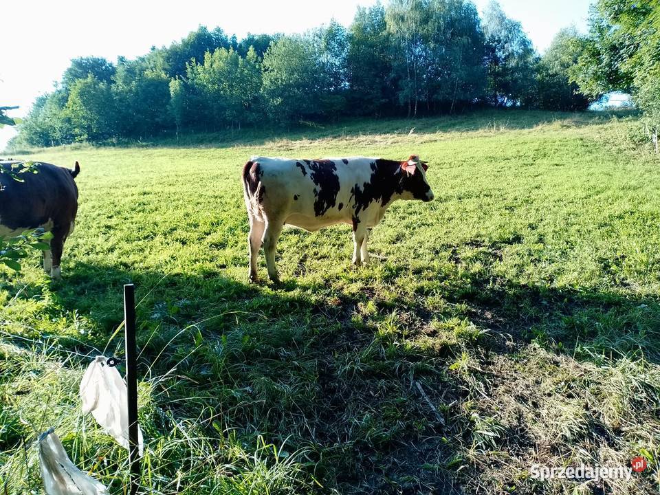 Jałwka cielna 6 miesiąc Porąbka