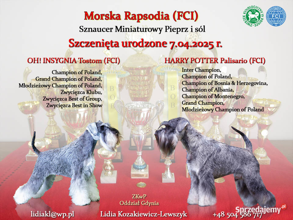 Sznaucery miniaturowe pieprz i sól z rodowodem Sznaucer Gdynia
