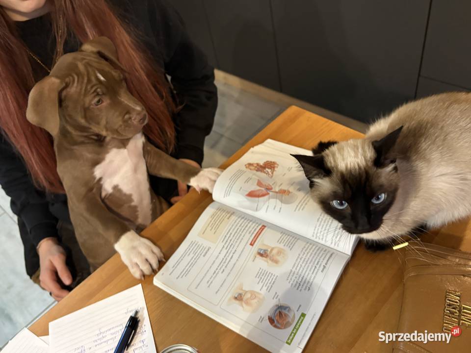 American bully xl abkc suczka szczeniak Czerlejno