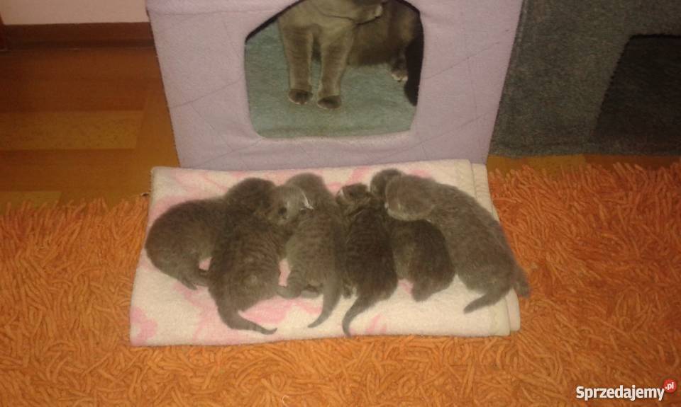 brytyjczyki rodowód FPL Sosnowiec