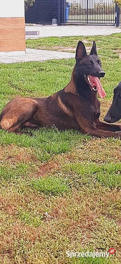 Owczarek Belgijski Malinois FCI Wrocław