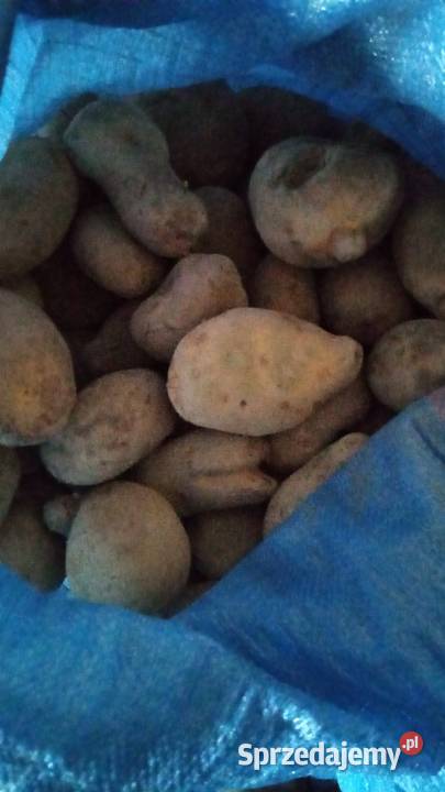 Sprzedam ziemniaki paszowe