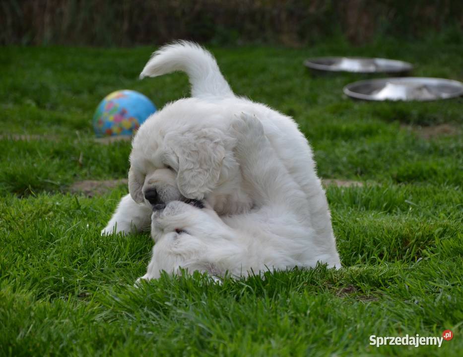 Polski Owczarek Podhalański ZKwPFCI Kaźmierz