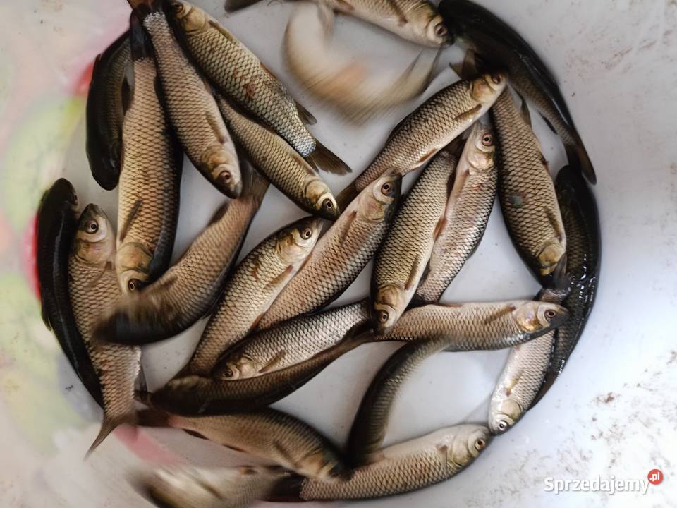 Narybek sandacz karp amur