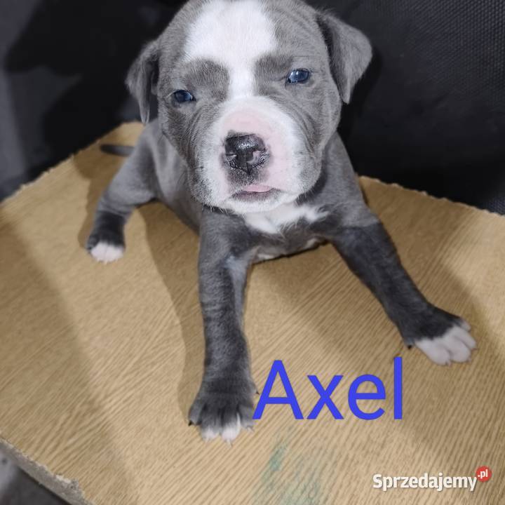 American Pitbull Terrier Żupawa