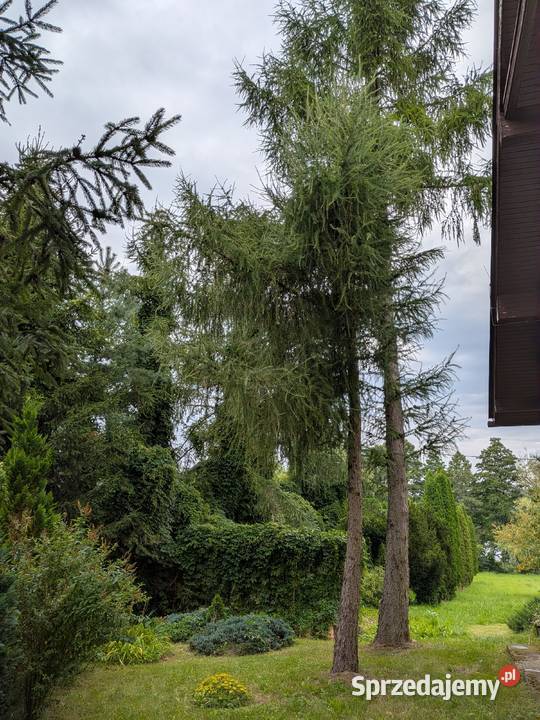 JEZIORO i jego brzeg Działka15 ha z Osetno sprzedam
