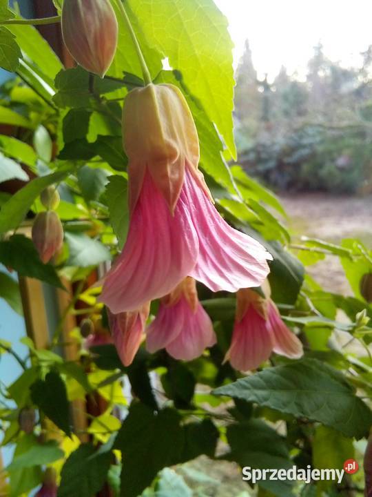 Abutilon Pink Charm Gostyń