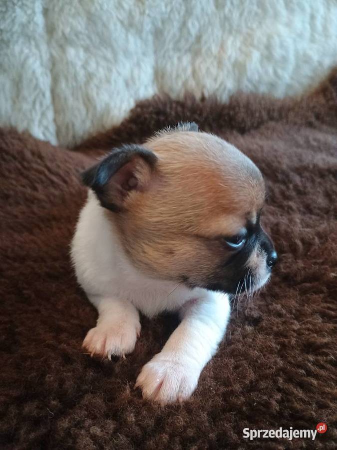 W naszej domowej hodowli powitaliśmy pięknego Kleszczów