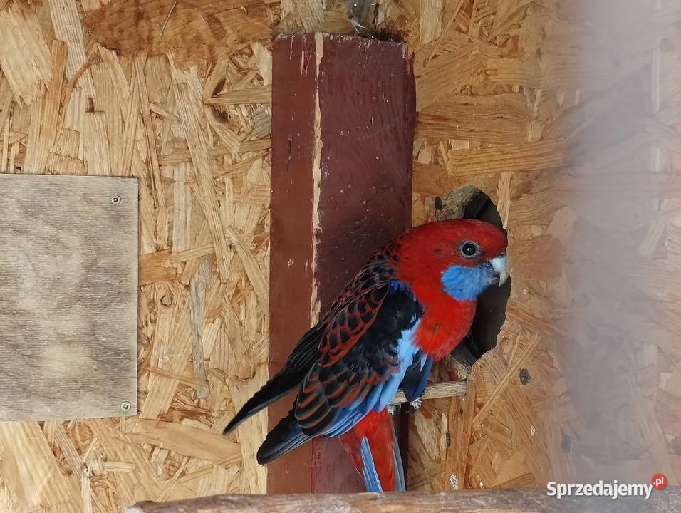 Rozella królewska samiec Lubiechowo sprzedam