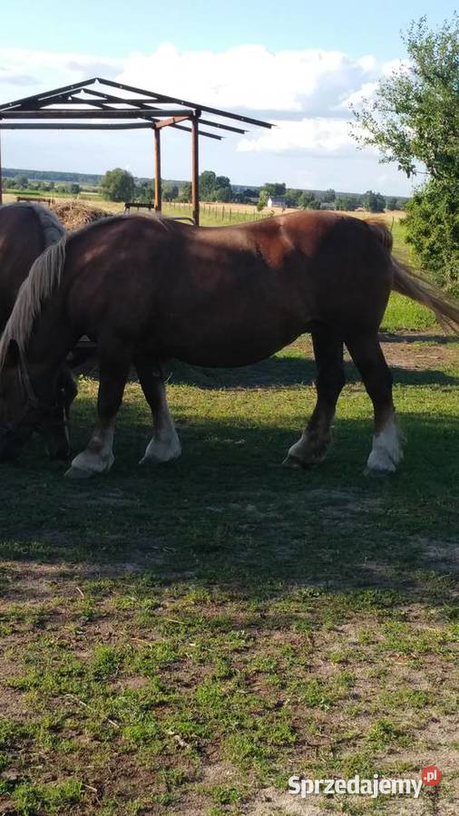 Kobyła żrebna Ujazdów