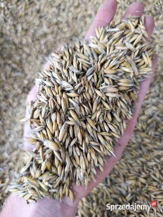 Owies jary 2025 Klecza Dolna