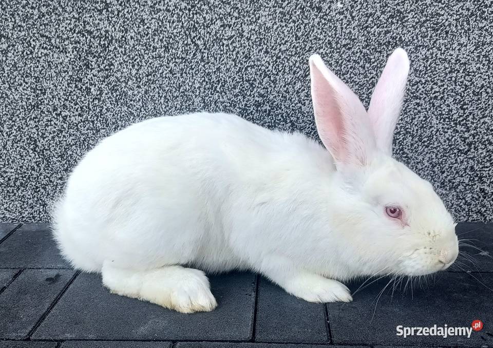 Sprzedam króliki termondzkie