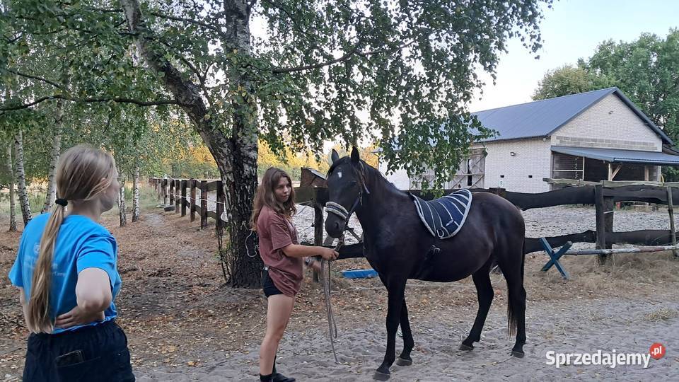Wałach Grand HaflingerMałopolak Zamość