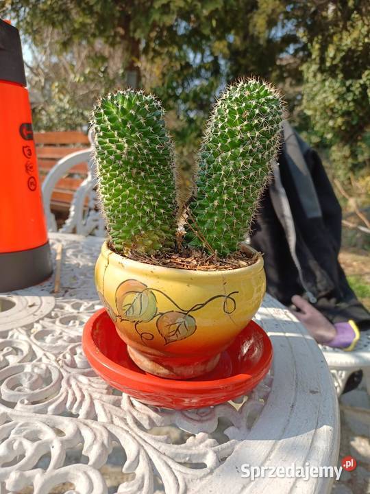 Kaktus 14 i 12 kwitnie na różowo Wrocław