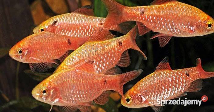 Brzanka różowa Pethia conchonius Barbus Ryby Gdańsk