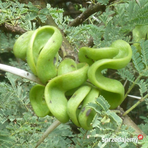 AKACJA TORTILIS Acacia tortilis nasiona 100g